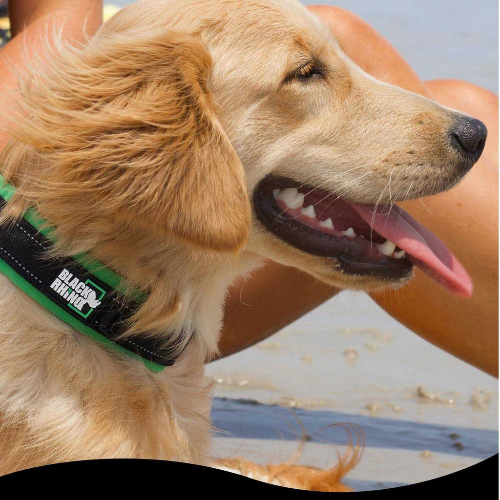 Neoprene Padded Dog Collar G95218
