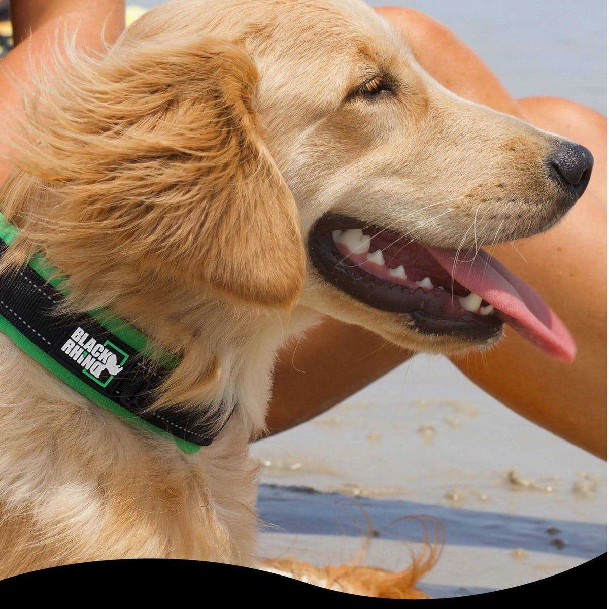 Neoprene Padded Dog Collar G95218