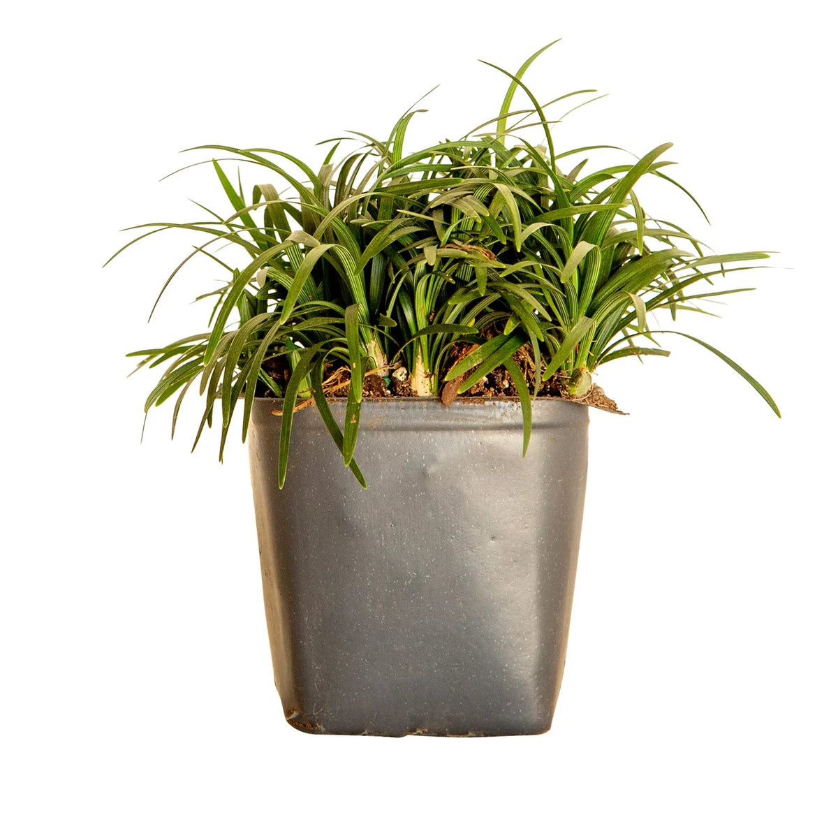 54 Pack (3.25 In. Pots) Dwarf Mondo Grass Outdoor Plant J205