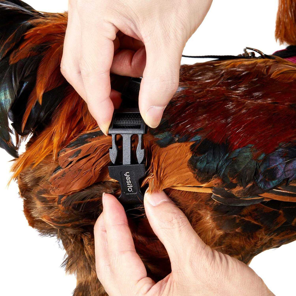 Chicken Harness with 6ft Leash U4358