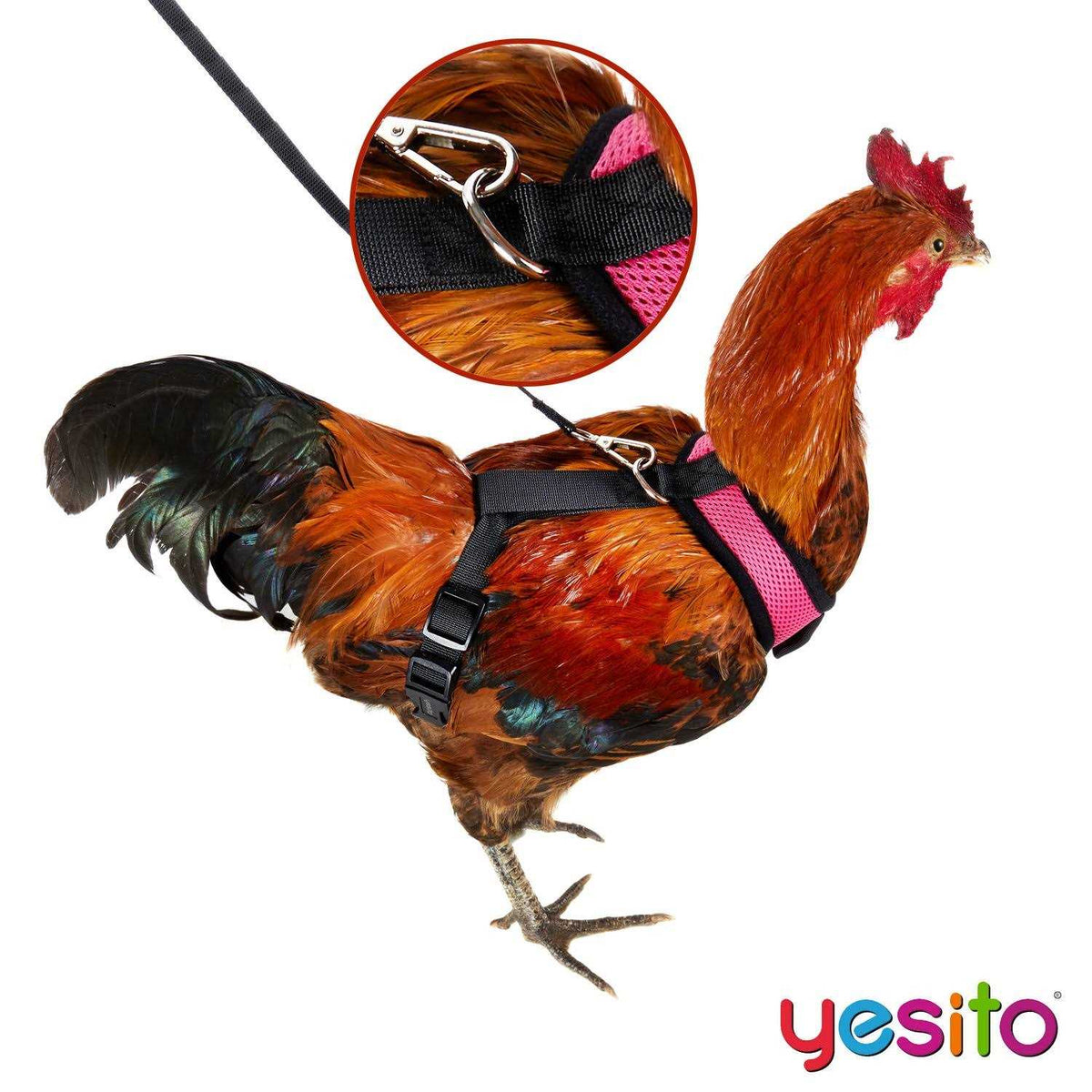 Chicken Harness with 6ft Leash U4358