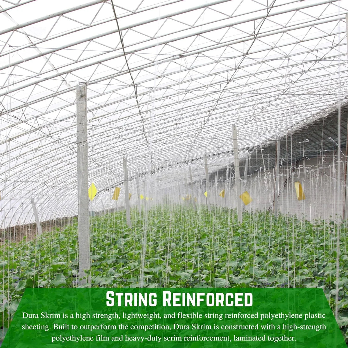 Clear 10 mil Greenhouse Plastic Sheeting (42' x 75') X54091