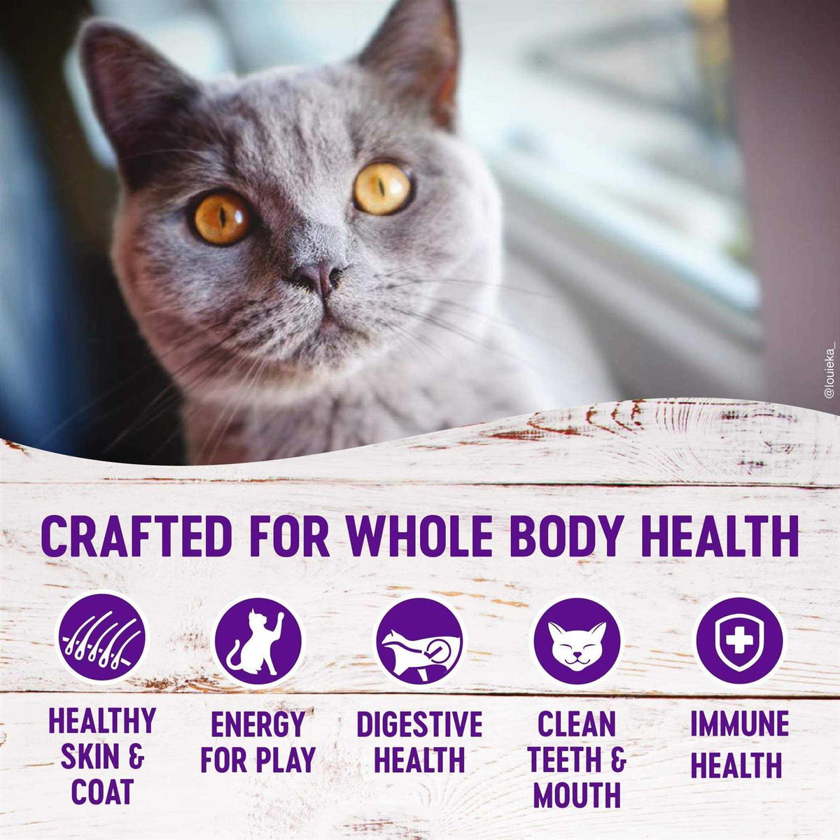 Grain Free Salmon & Herring Indoor Dry Cat Food Y132391