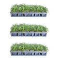 54 Pack (3.25 In. Pots) Dwarf Mondo Grass Outdoor Plant J205