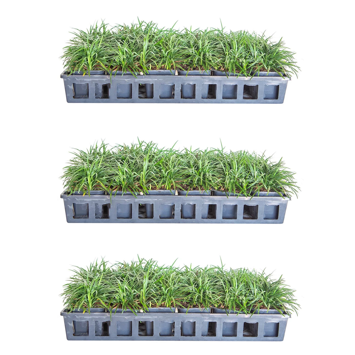 54 Pack (3.25 In. Pots) Dwarf Mondo Grass Outdoor Plant J205