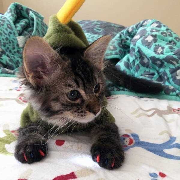 Soft Nail Caps for Cats J5858