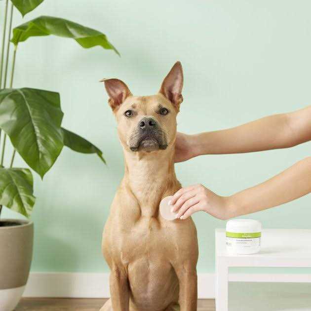 Antiseptic Pet Wipes S8563
