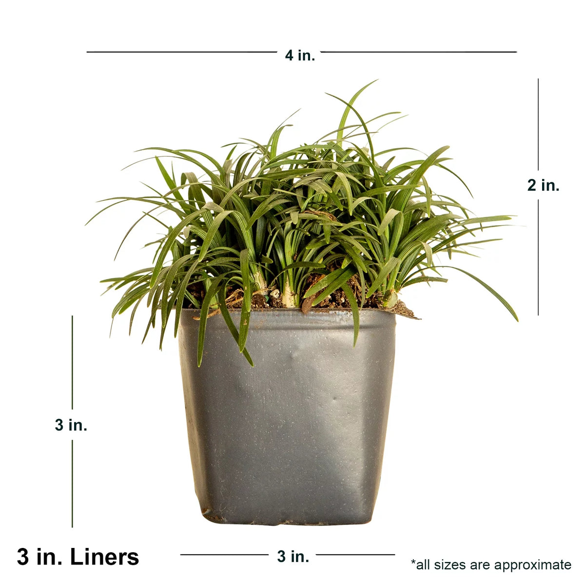 54 Pack (3.25 In. Pots) Dwarf Mondo Grass Outdoor Plant J205