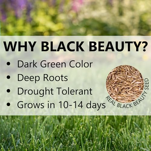 Black Beauty Grass Seed 7 lb I3973