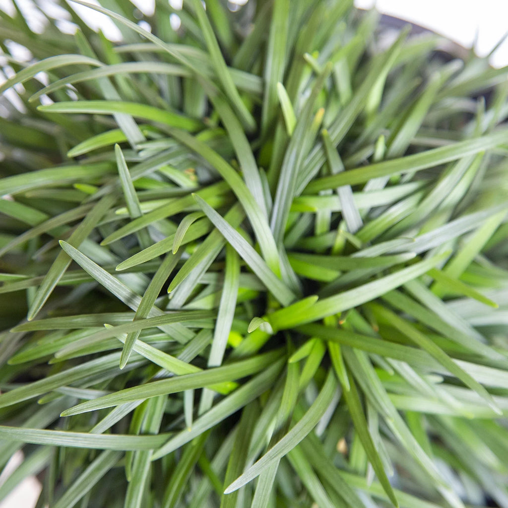 54 Pack (3.25 In. Pots) Dwarf Mondo Grass Outdoor Plant J205