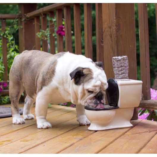 Toilet Water Dish for Dogs H77520
