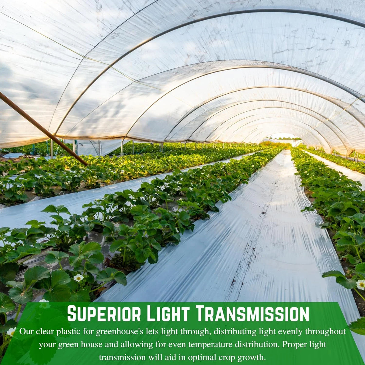 Clear 10 mil Greenhouse Plastic Sheeting (42' x 75') X54091