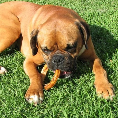 Natural 4" Bully Stick Rings for Dogs, 3 Count V425350