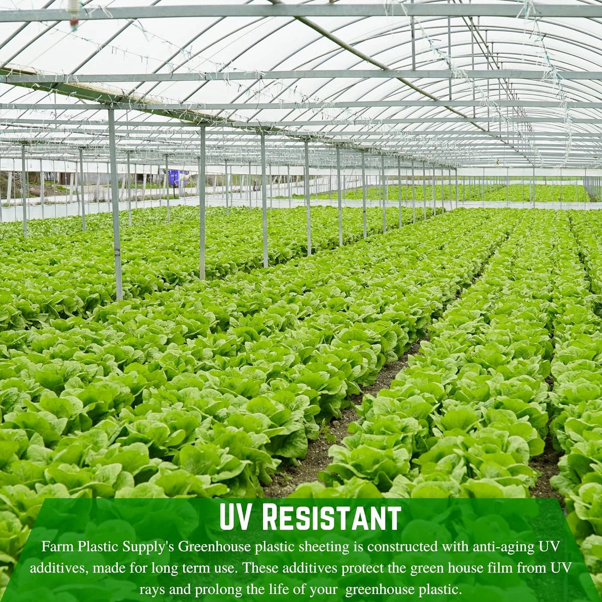 Clear 10 mil Greenhouse Plastic Sheeting (42' x 75') X54091