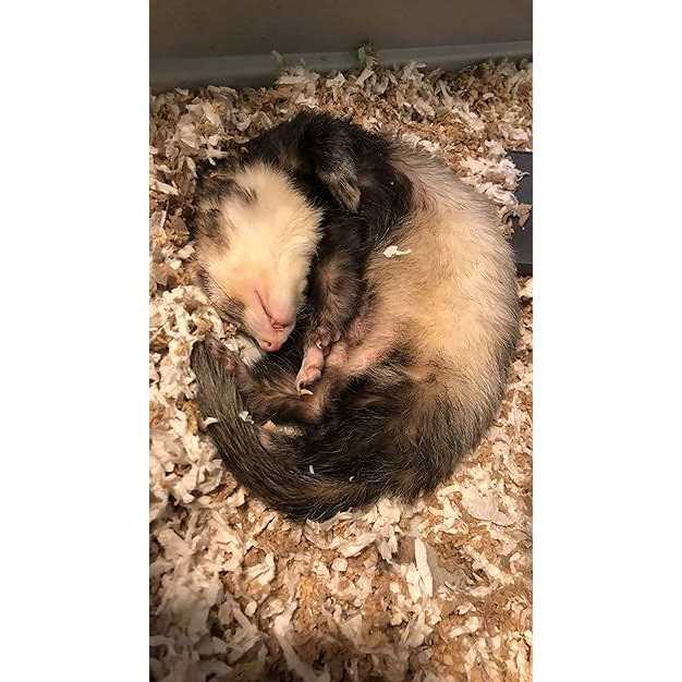 Small Animal Bedding Q43794