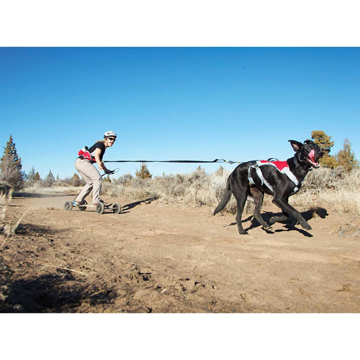 Pet Supplies J722959