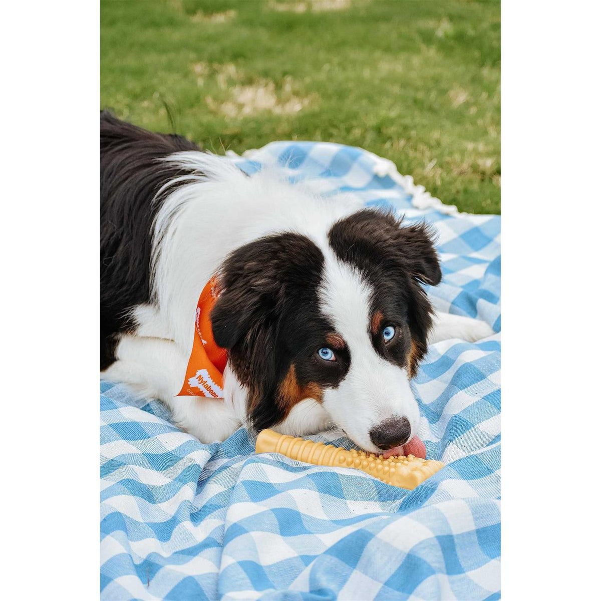 Peanut Butter Dog Bone C451