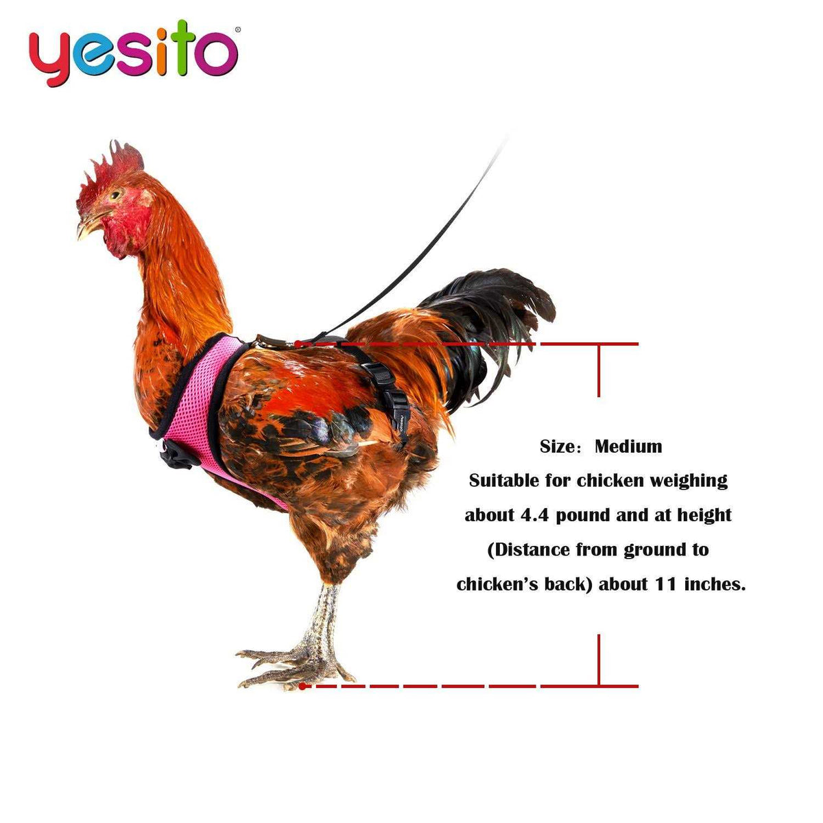 Chicken Harness with 6ft Leash U4358