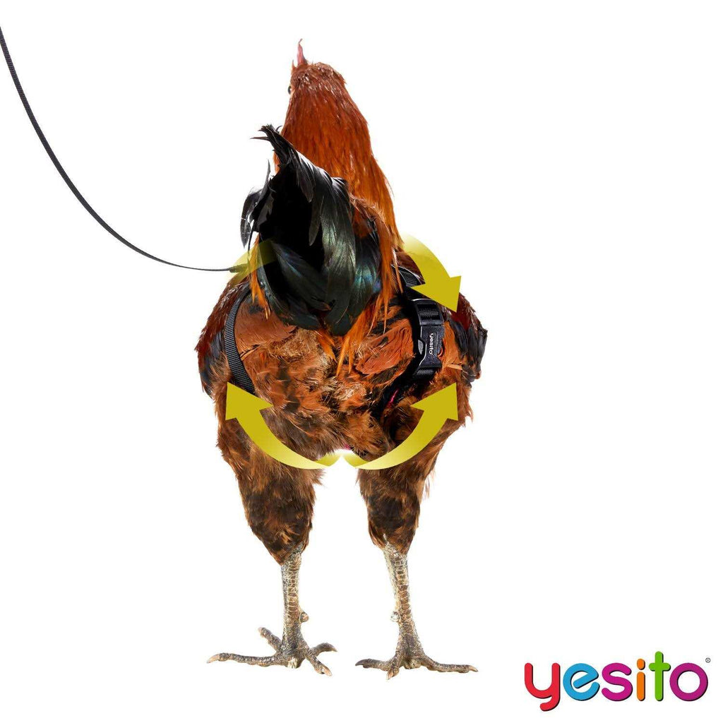 Chicken Harness with 6ft Leash U4358